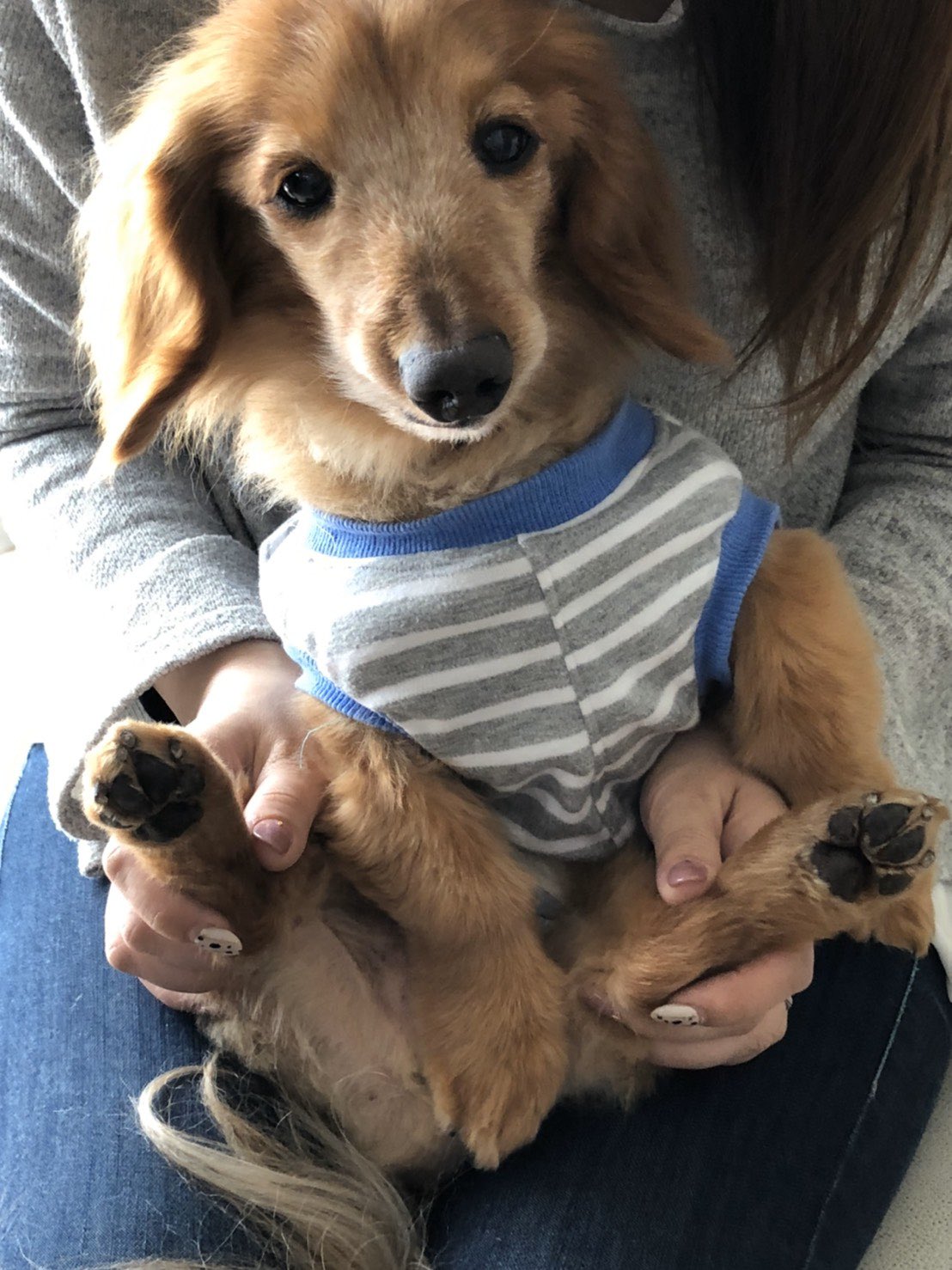 面白い犬画像 Twitter Search Twitter