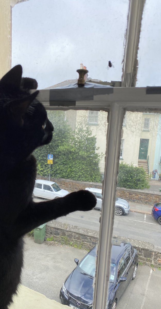 AdvoCatDVB's tweet image. #flycatching #CatsOfTwitter #CatsOnTwitter