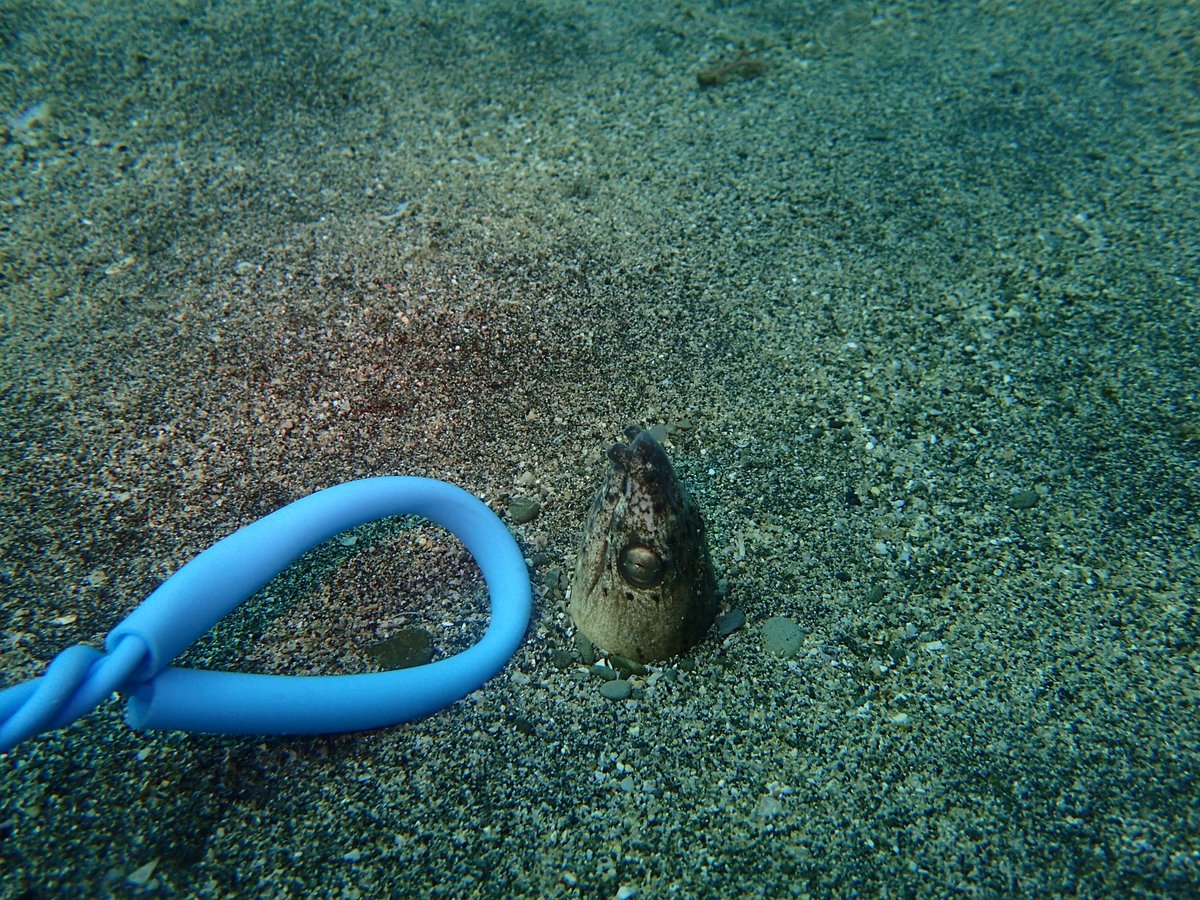 Satoshi A Twitter ホタテウミヘビはちょっと鈍臭くて可愛い魚 Satoshi A Twitter ホタテウミヘビはちょっと鈍臭くて可愛い魚