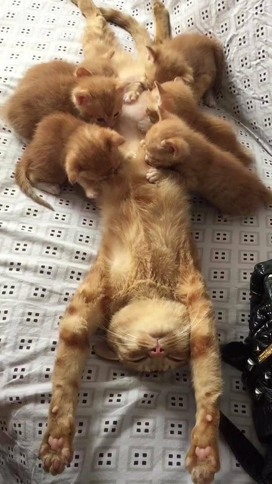 Metanoia100's tweet photo. It's hard work being a mom ☺ https://t.co/WqTAxW3X57