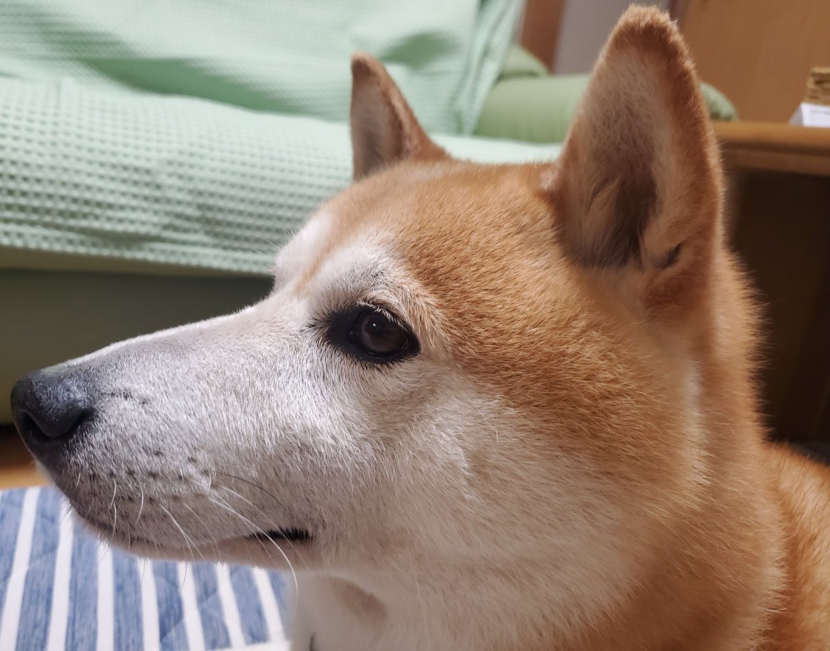 reeen48's tweet photo. 茶色いもふもふが可愛くて愛しくて
見つめてたら涙が出てきた https://t.co/jdzxCSrHri