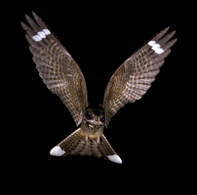 New paper out!🎉
Identification of different song types in the European Nightjar
Free eprints for the first 50: get them while they're hot -
tandfonline.com/doi/full/10.10… 
#birds #bioacoustics