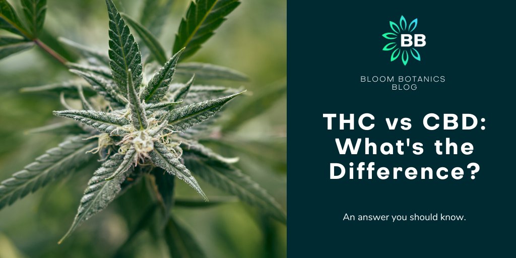 BloomBotanics's tweet photo. At first, it may be a bit complicated to understand how #THC and #CBD are very different from each other, even if they come from the same plant. 🌱⁠

Learn everything there is to now about THC and CBD's differences here 👇🏼
https://t.co/U73JrlVKtJ https://t.co/l5r1yMpY6J