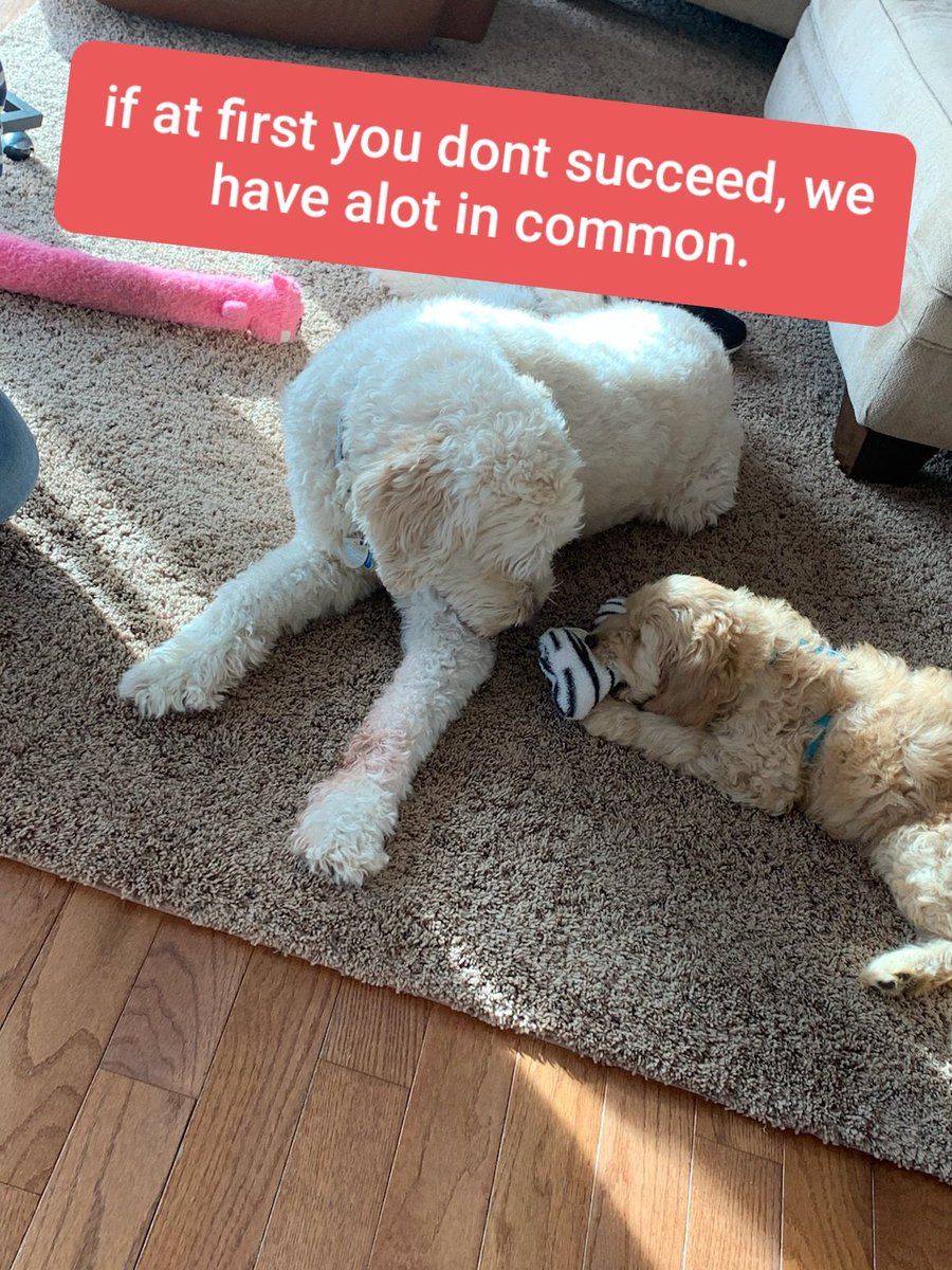 Meeeeah65's tweet photo. #dogsoftwitter #meetmyfriend Lucy, my moms bestfriends, @66JEWELS , puppy Lucy. https://t.co/Unj3F3xgoa