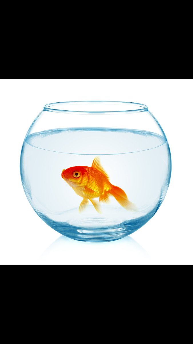 4. If you were a fish inside of a fishbowl, it would rain food almost every day.