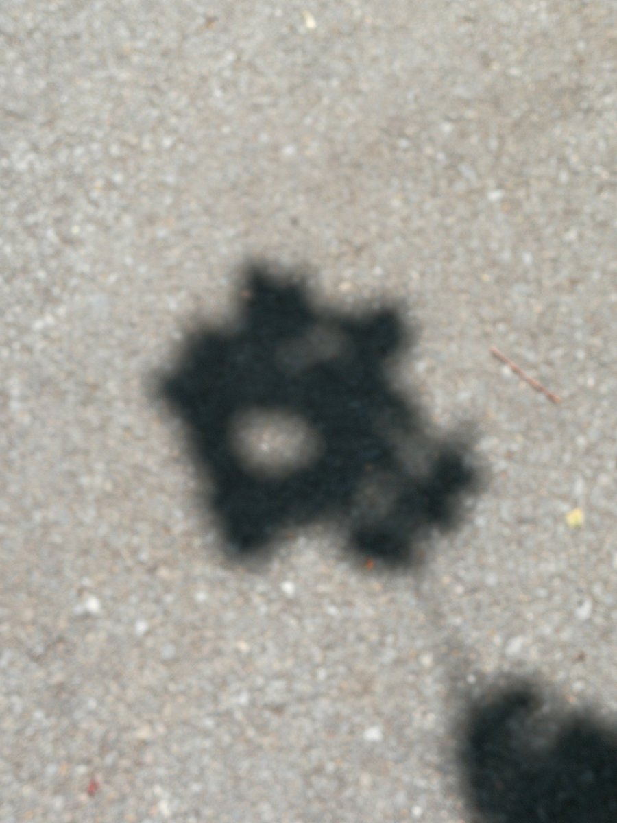 veggyVERSE's tweet photo. Am I the only one that sees a skull here?
#leafshadows https://t.co/iUQuNaaWdW