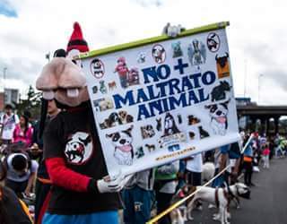 Goofyanimalista's tweet photo. YA BASTAAAAAAA DE MALTRATAR Y ASESINAR ANIMALITOS INOCENTES.
#NOMÁSMALTRATOANIMAL en #Colombia ni en el mundo.

CASTIGO, CÁRCEL Y ESCARNIO PÚBLICO PARA LOS SÁDICOS MALTRATADORES.

QUE SE HAGA CUMPLIR CON RIGOR LA LEY 1774.
@FiscaliaCol grupo #Gelma
#Justicia https://t.co/C15Y7tgloG