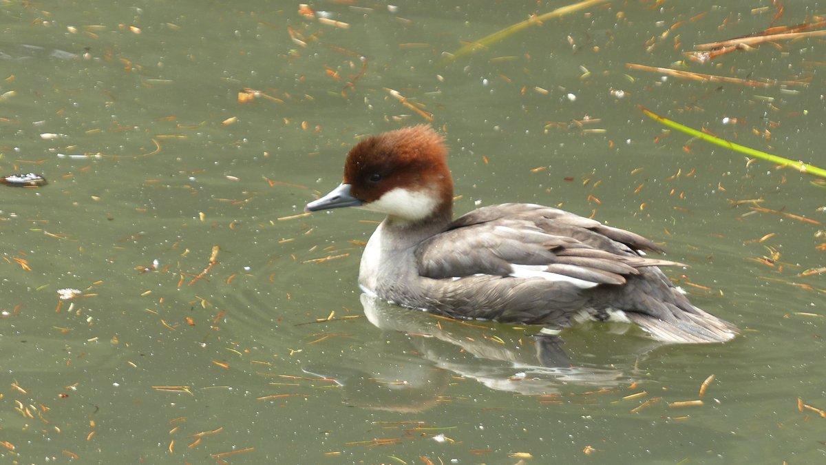 Starting with this redhead smew.