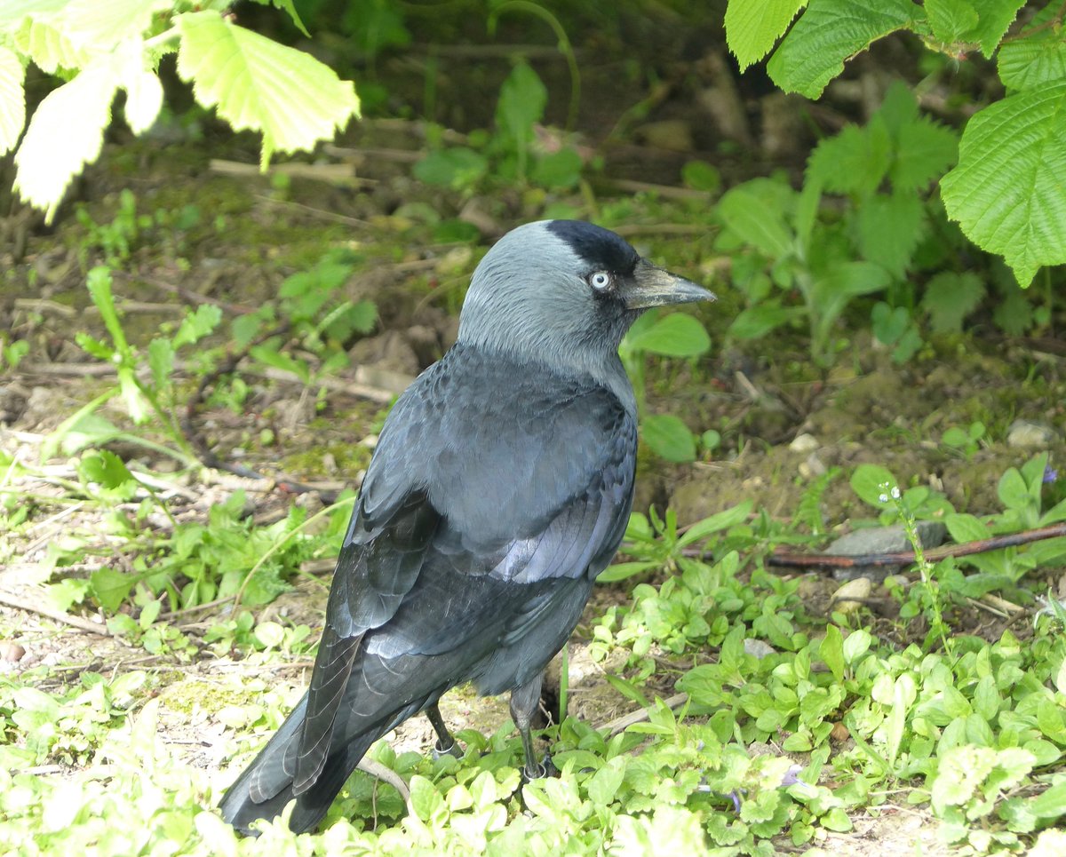 Compensatory jackdaw.