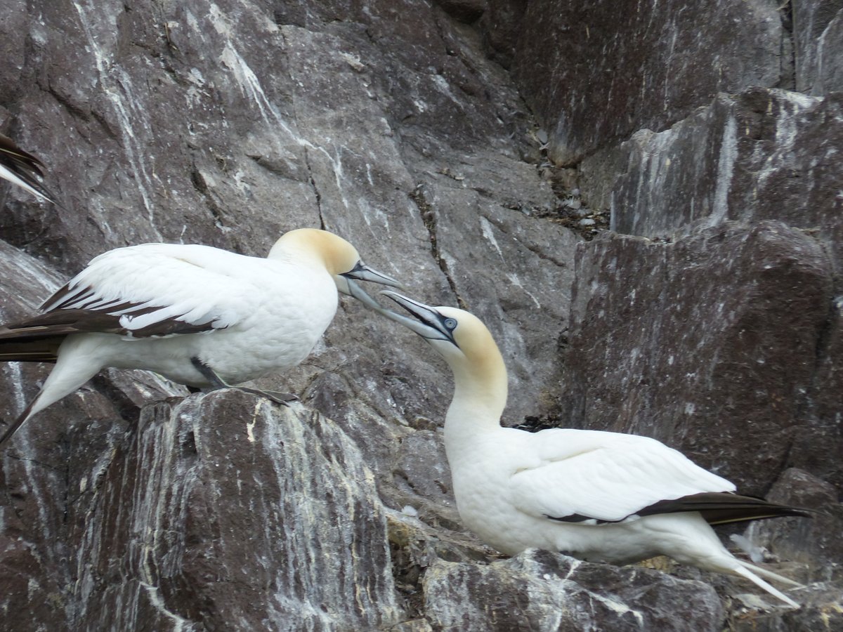 A couple of compensatory gannets before the final very short bit.