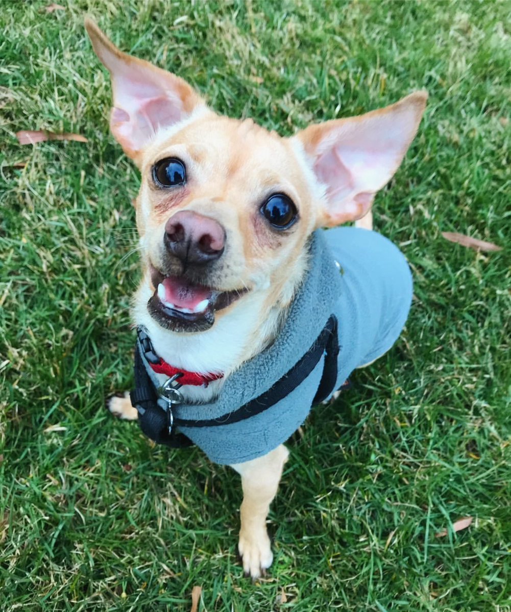 IvePetThatDog's tweet photo. I would love to pet Waldo. He is a 3 year old Chipompooweenie. He thinks everyone he sees is there to see him, and everyone on their phone is talking to him. Waldo’s friendliness wins over people who don’t even like Chihuahuas. Waldo loves his family and his world full of friends https://t.co/uUcKAR5Zg4