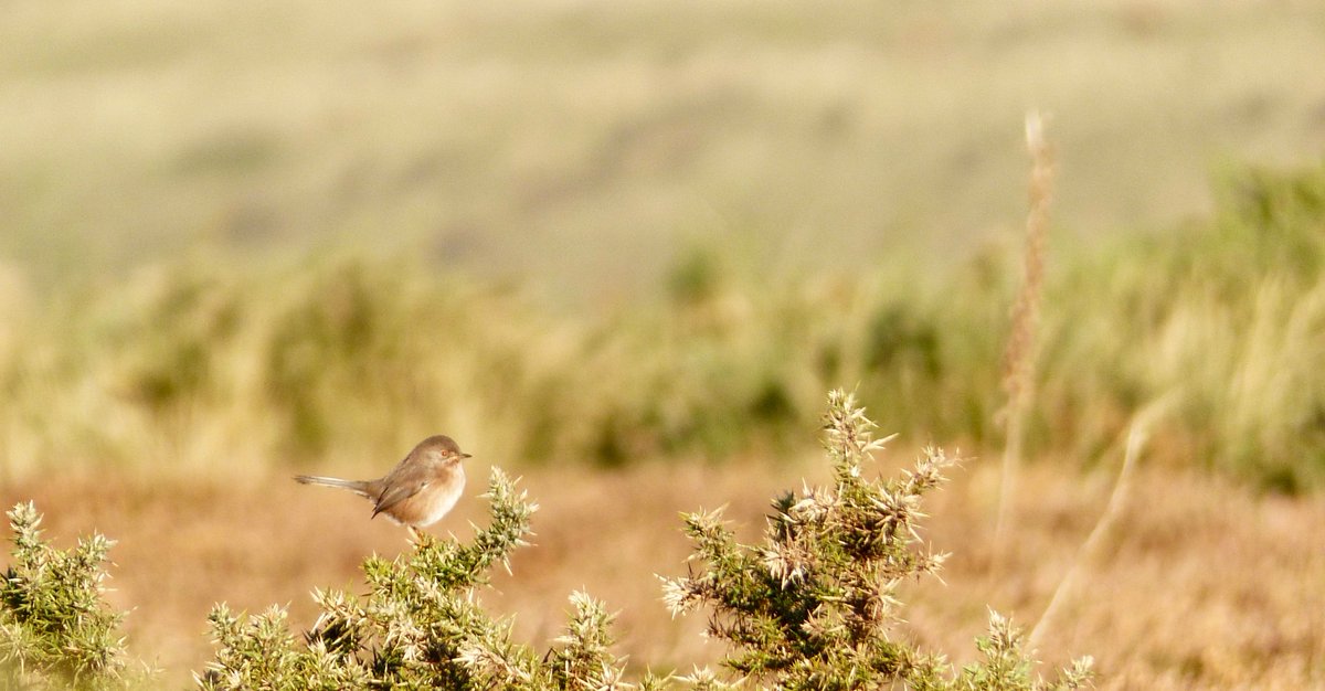 Compensatory Dartford warbler.