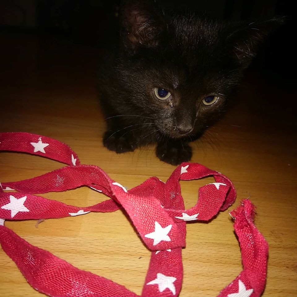 Mel44839509's tweet photo. got a new pet thanks to my sis <3 
this one is blacky and the other is shy and is hiding under the couch. They´re so sweet ;D https://t.co/0sOo9Z2Bls