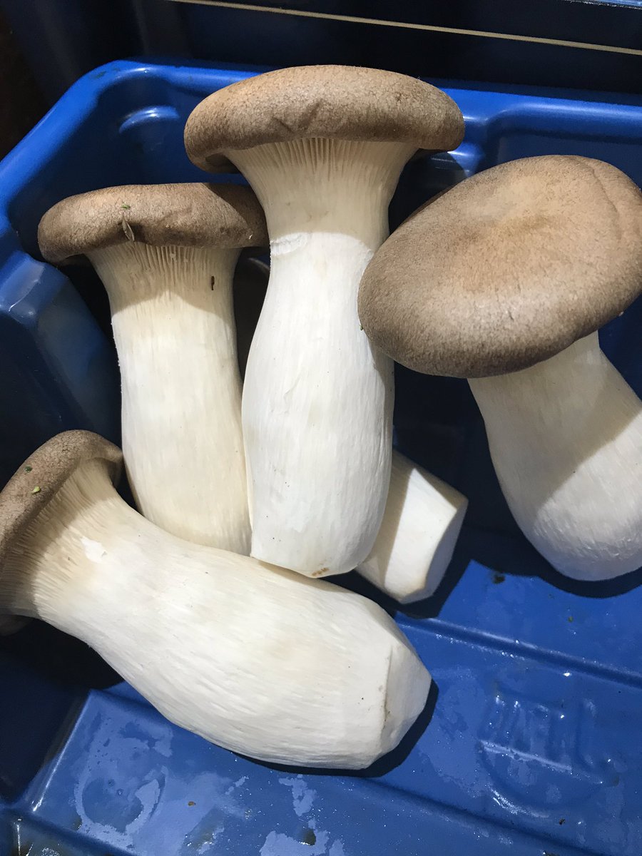 ACoSfChildren's tweet photo. A few King Oyster Mushrooms in shop today for a special Fathers Day breakfast fry up https://t.co/rzsUMD6HM0