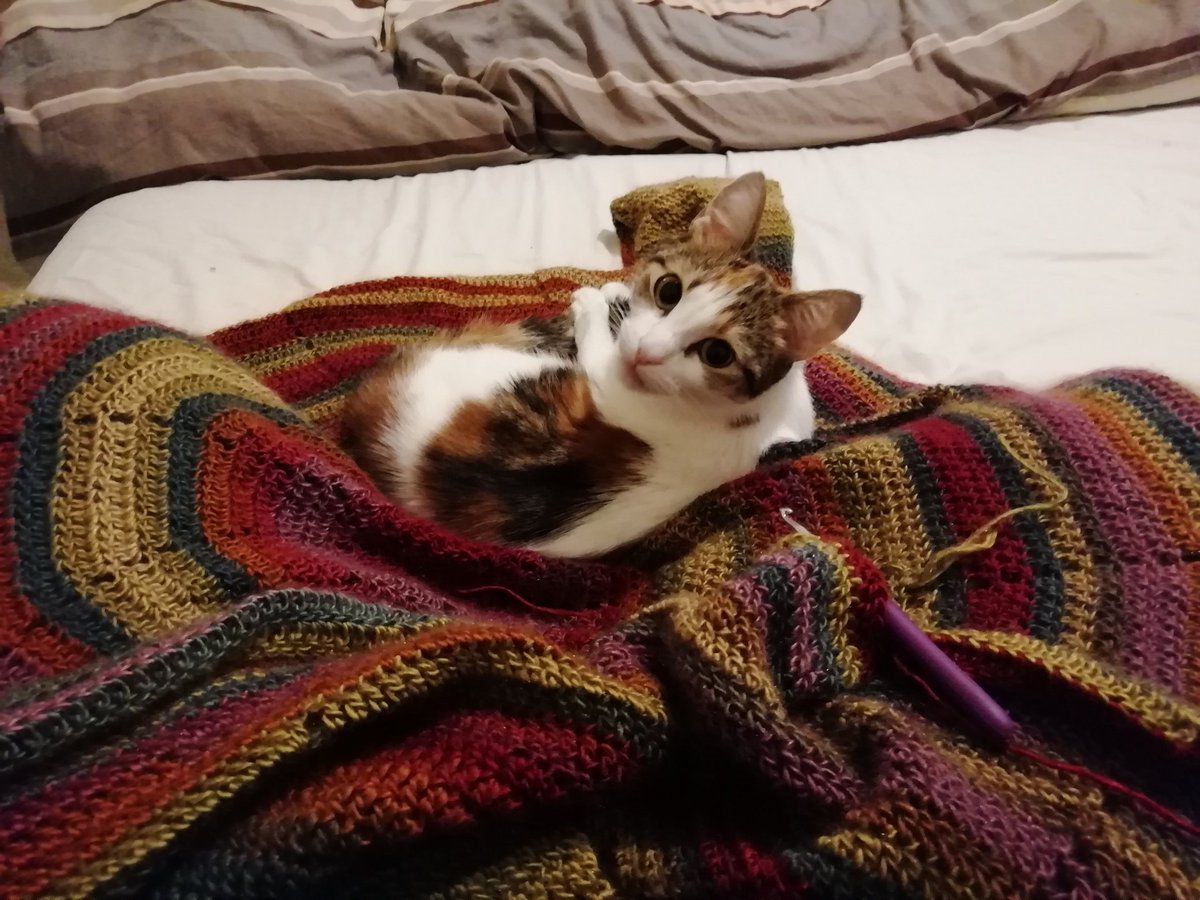 Neuqie's tweet photo. My goblin likes to assume everything I make is a bed for her (aside from the bed I made for her), then has the nerve to look shocked when I move the material. https://t.co/7s0x0C8S7j