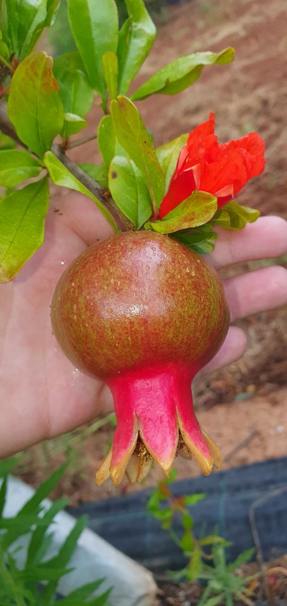 ecologicval's tweet photo. Que poquito les queda.
#BIO #Organic #Eco
#GranadaEcologica https://t.co/nC1GTsryYK