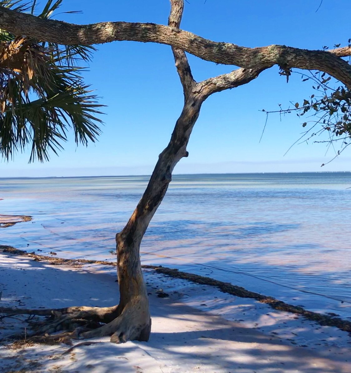 My Scoop tweet media