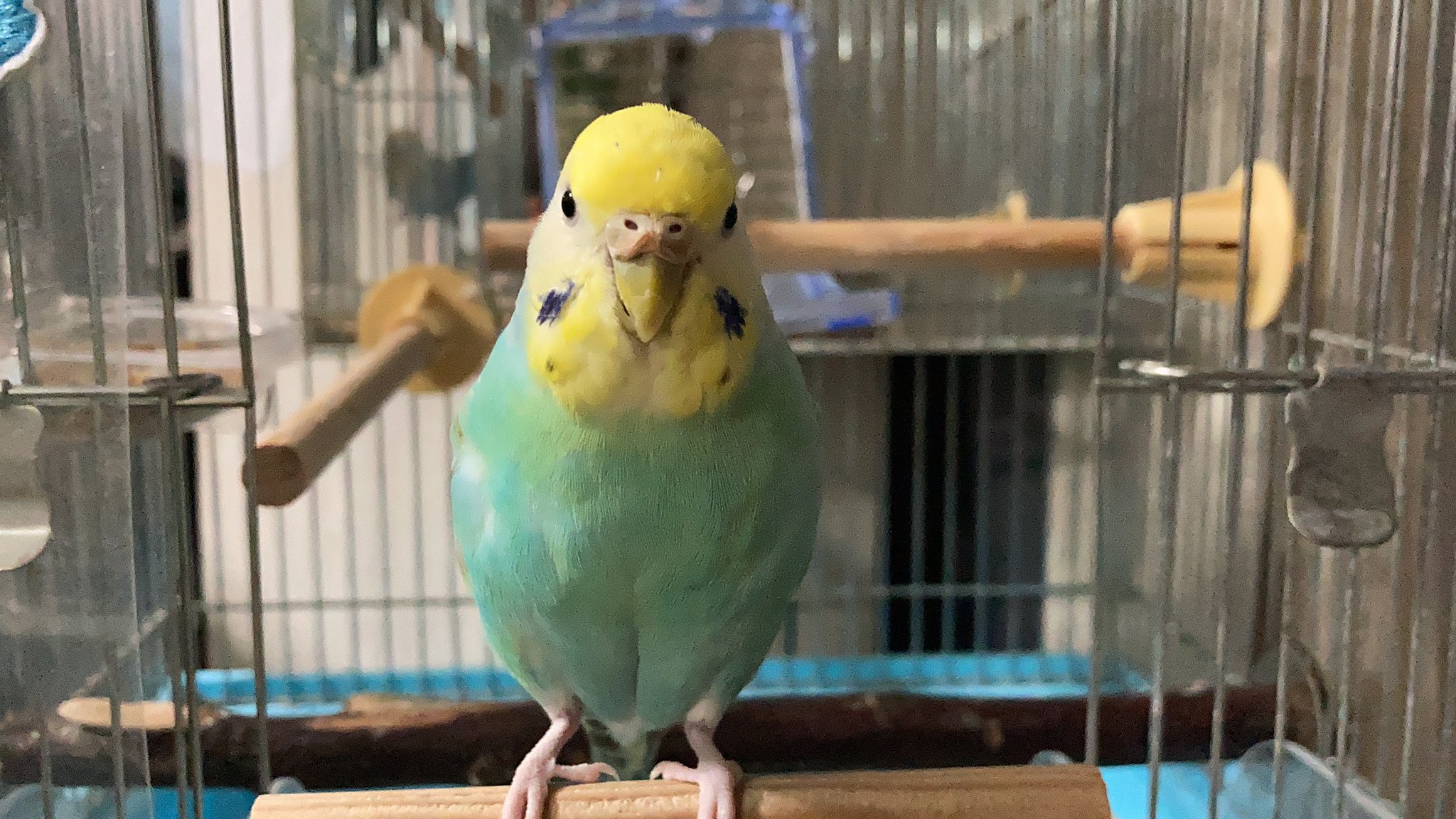 ラムちゃんねる セキセイインコ Takahir Twitter