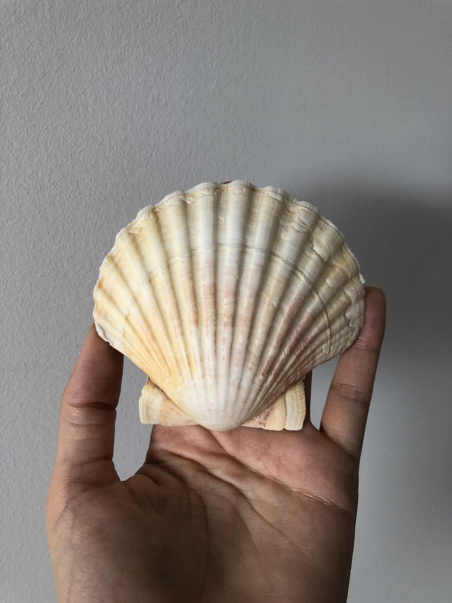 3 | COQUILLE SAINT-JACQUES La coquille Saint-Jacques peut remplacer n’importe quel autre coquillage ! Elle est le symbole de la déesse romaine Venus (ou d’Aphrodite pour les grecs)Elle est beaucoup associée au voyage et à l’idée de mouvement.