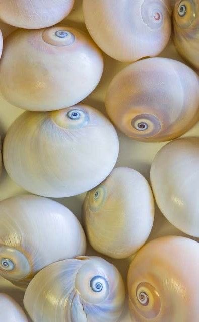 15 | ESCARGOTS DE MER (« moon shell »)Très relié à la magie Lunaire de part sa forme très ronde.Lié à l’ouverture psychique, l’harmonie, la paix et la purification ! (source image : Henry Domke)