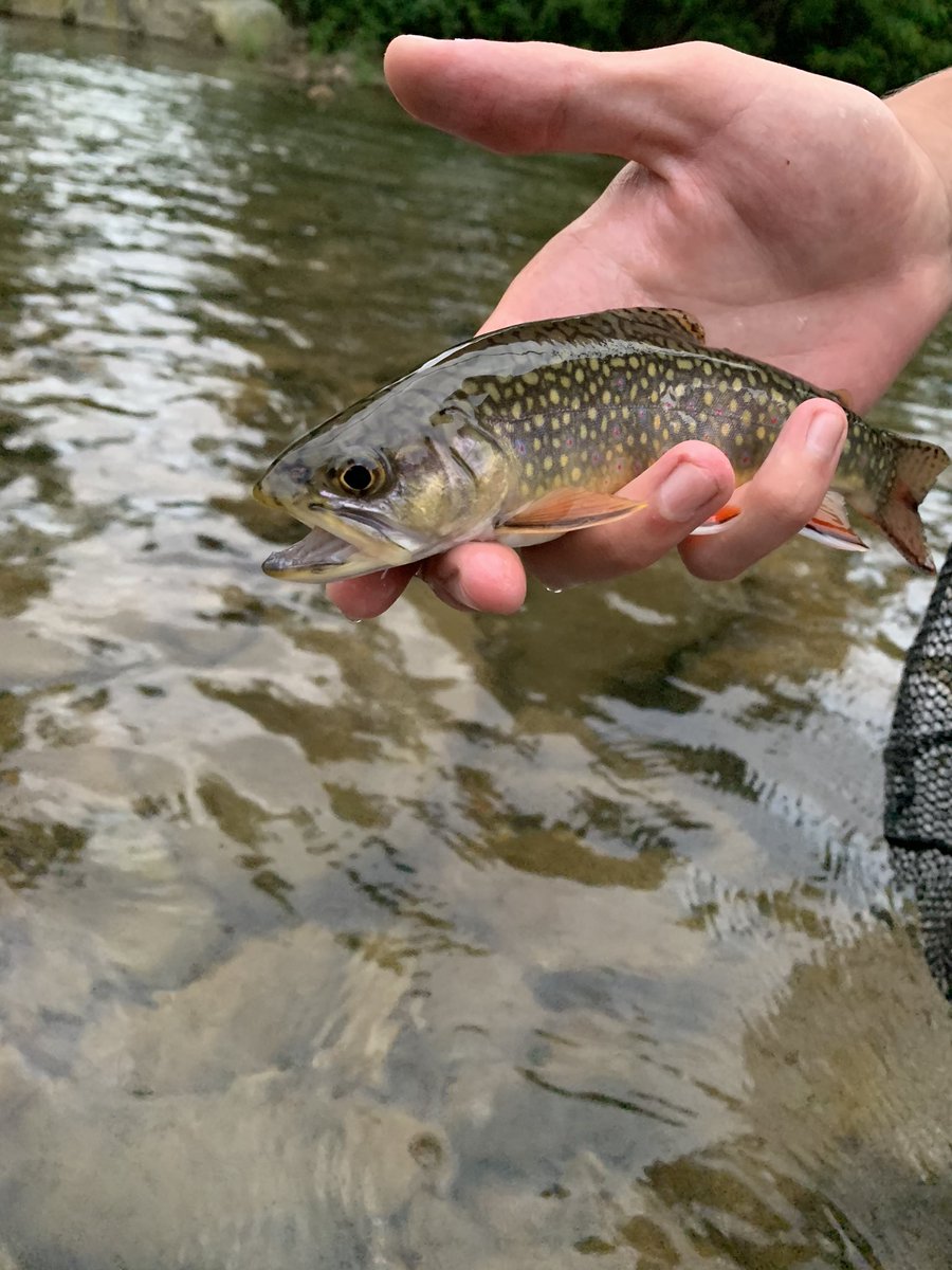 Limestoneflyco tweet picture