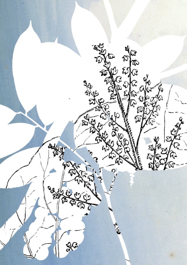 thePDlibrary's tweet image. Some quick collages using images from the @britishlibrary Flickr page inspired by this @BL_DigiSchol blog post by @miss_wisdom #GreatTree #UrbanTreeFestival  shar.es/ab1ZXu