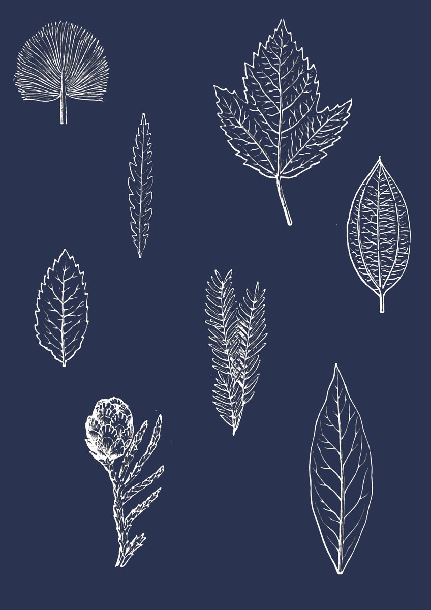 thePDlibrary's tweet image. Some quick collages using images from the @britishlibrary Flickr page inspired by this @BL_DigiSchol blog post by @miss_wisdom #GreatTree #UrbanTreeFestival  shar.es/ab1ZXu