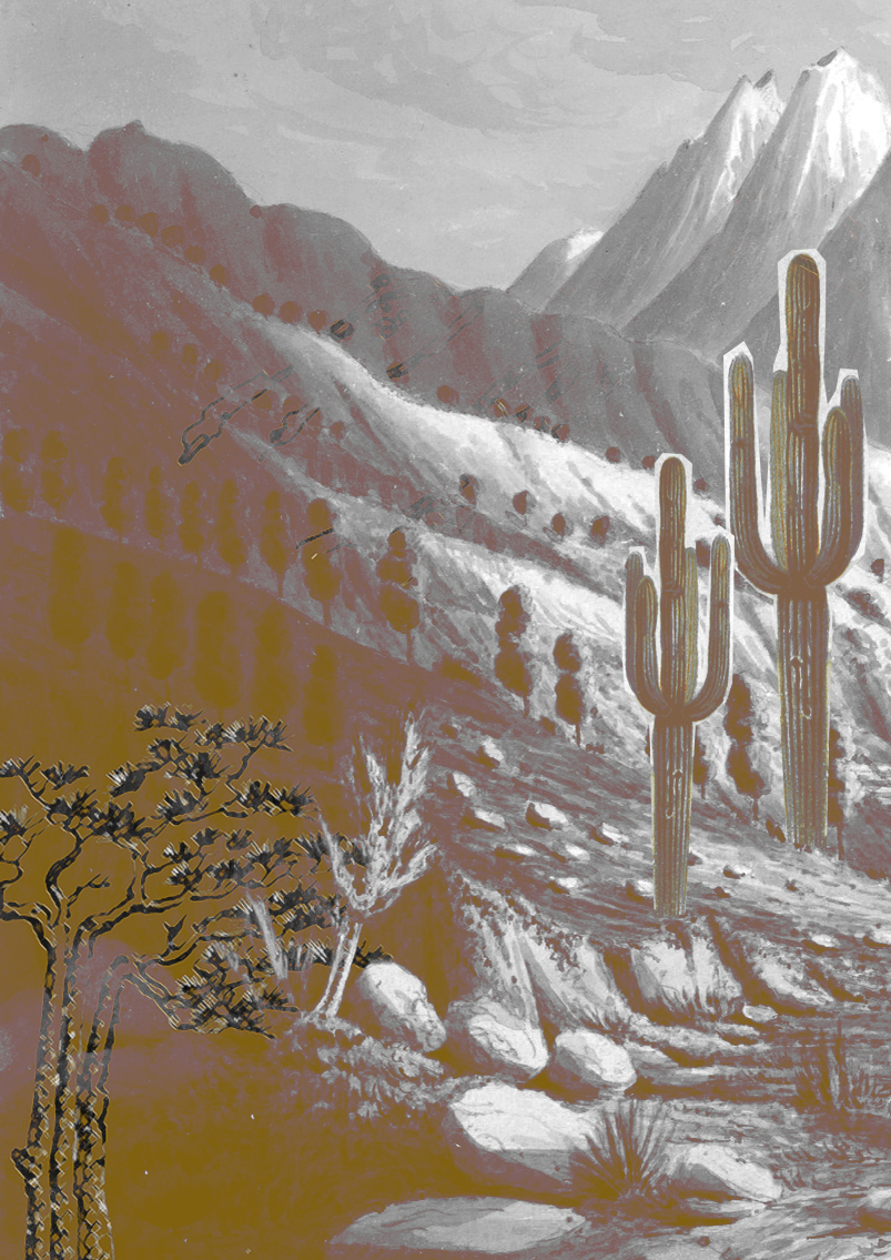 thePDlibrary's tweet image. Some quick collages using images from the @britishlibrary Flickr page inspired by this @BL_DigiSchol blog post by @miss_wisdom #GreatTree #UrbanTreeFestival  shar.es/ab1ZXu