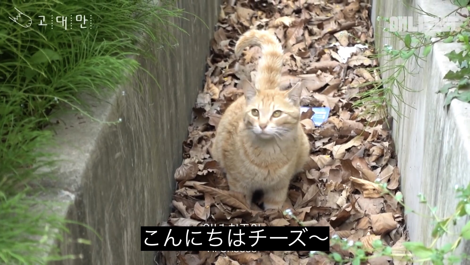 どうぶつ動画字幕bot こんにちはチーズ T Co Mfeid9m2kv Twitter
