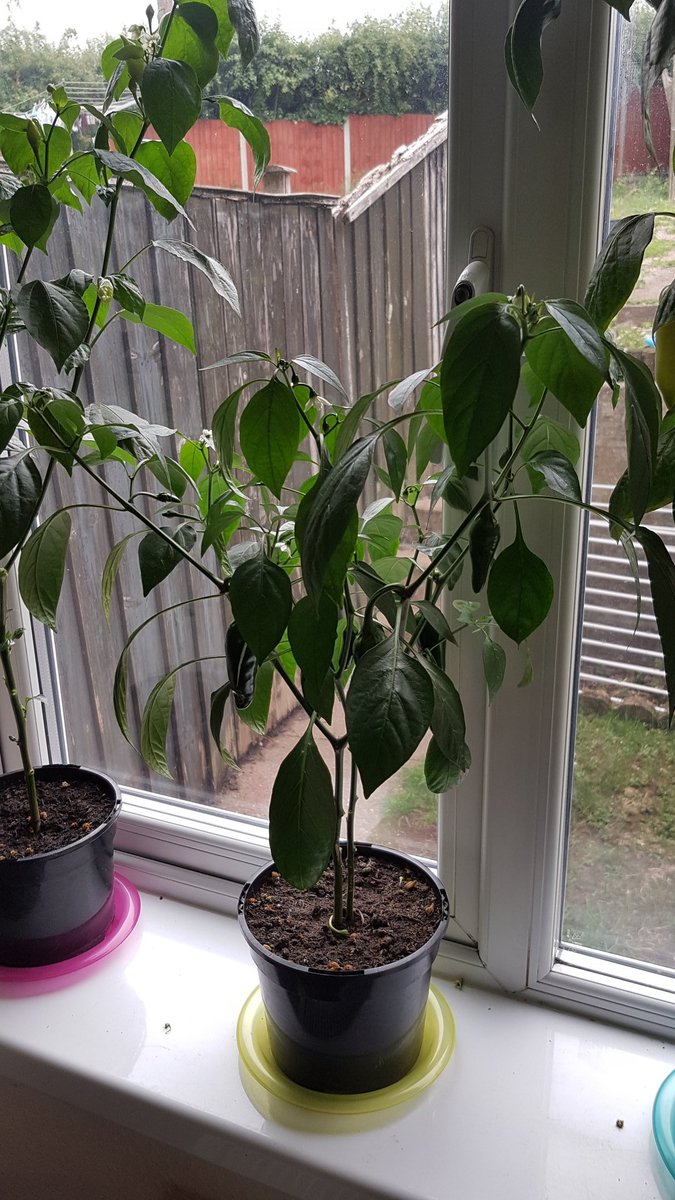 chilligrowing's tweet photo. Absolutely love growing โค๏ธ
Started 1st March ๐ฑ๐ธ๐ถ๏ธ
#gyo #growyourown #chilli #chili #chile #growing #grow #lovegrowing #lovechilli #hotpeppers #peppers https://t.co/o7obPLuoSi