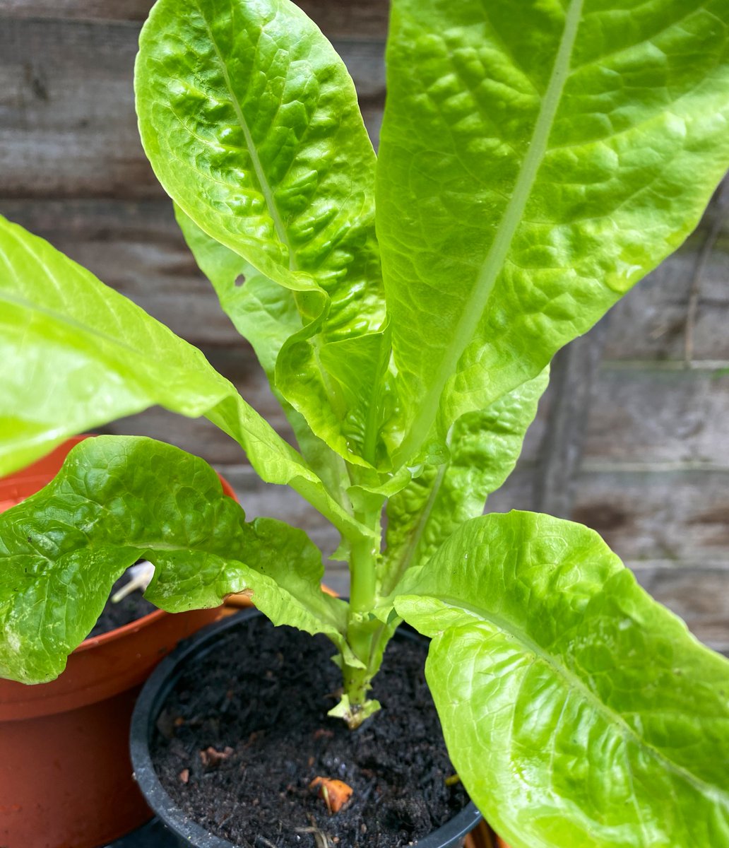 BeInspiredLEW's tweet photo. Have you any extra veg plants? that you would like donate to the @PepysSocial for Fridays store day.  Social isolation is so high now planting and growing is a great way to help ourselves and others 2000 centre Deptford SE8 3PG .#Lewisham @GCDAUK @lewishamhomes @daviddandridge1 https://t.co/zkY7T3OeGf