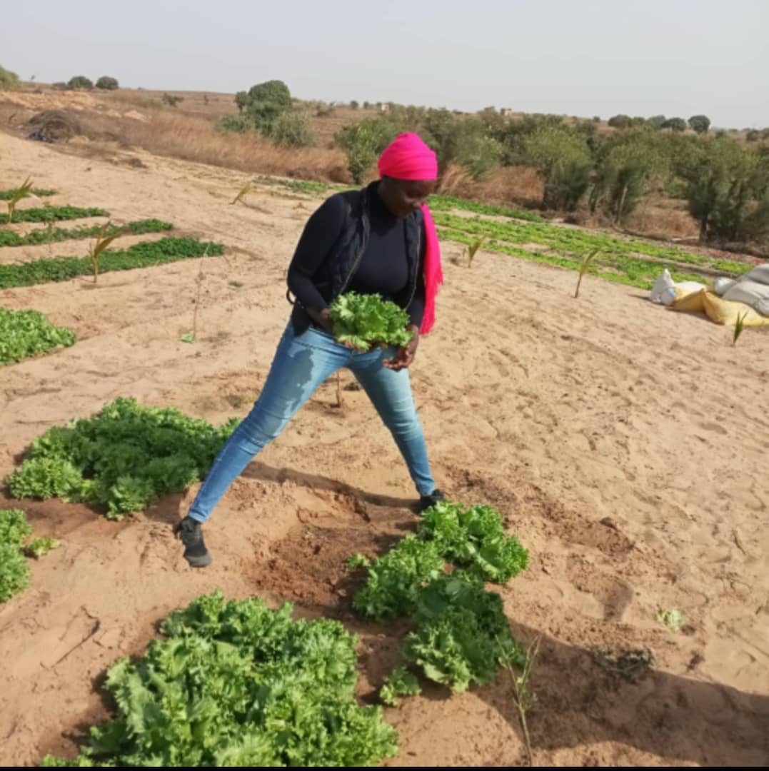 DiorSenegal's tweet photo. Je m'appelle Armande marie Louise LO je suis sénégalaise et fondatrice de Mandabio une entreprise agricole et agroalimentaire .
Nous produisons des fruits et légumes bio locaux et de saison mais également des jus de fruits à base de fruits à fortes valeurs nutritionnelles👇🏾 https://t.co/ca15p0D9wb