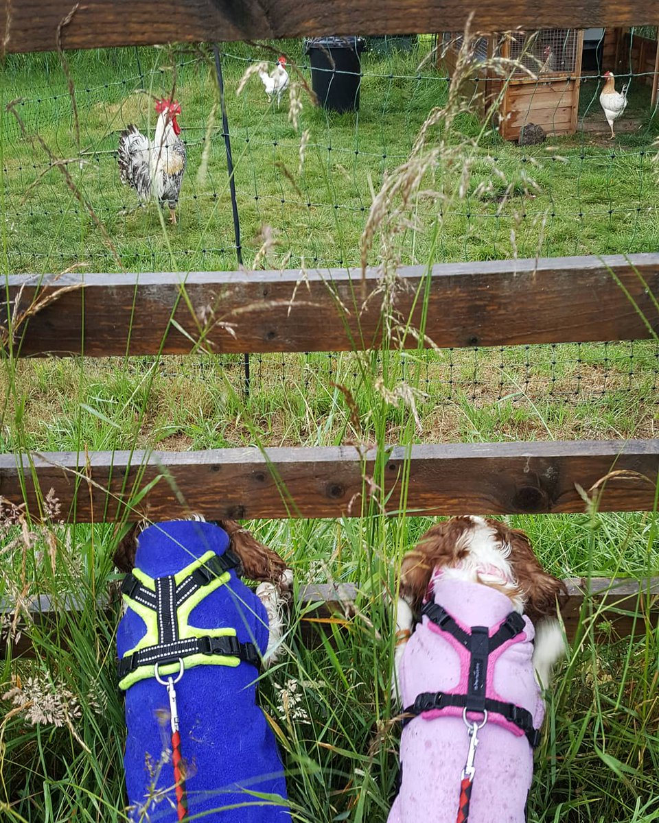 PawPanions's tweet photo. The Cavaliers checking out some chickens on a soggy walk today 🐶🖤🐾 #dogsoftwitter #dogwalker #petservices https://t.co/i9ZR4PzkjI