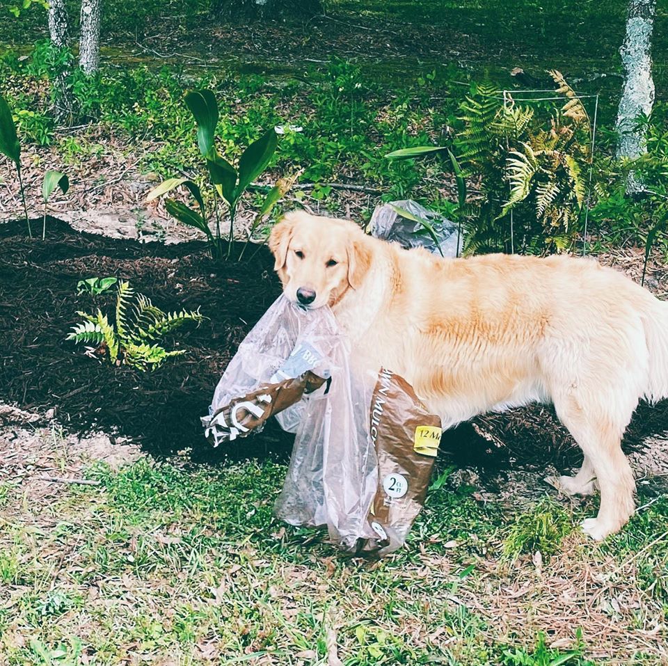 RSWCD's tweet image. Did you know that mulch can help reduce the amount of evaporation in your garden beds, therefore reducing the need to water? Mulch also keeps garden beds hydrated and cool, which is sure to keep the root systems happy and healthy! #waytogrow #thankscricket #cricketscorner 🐶💚🐾