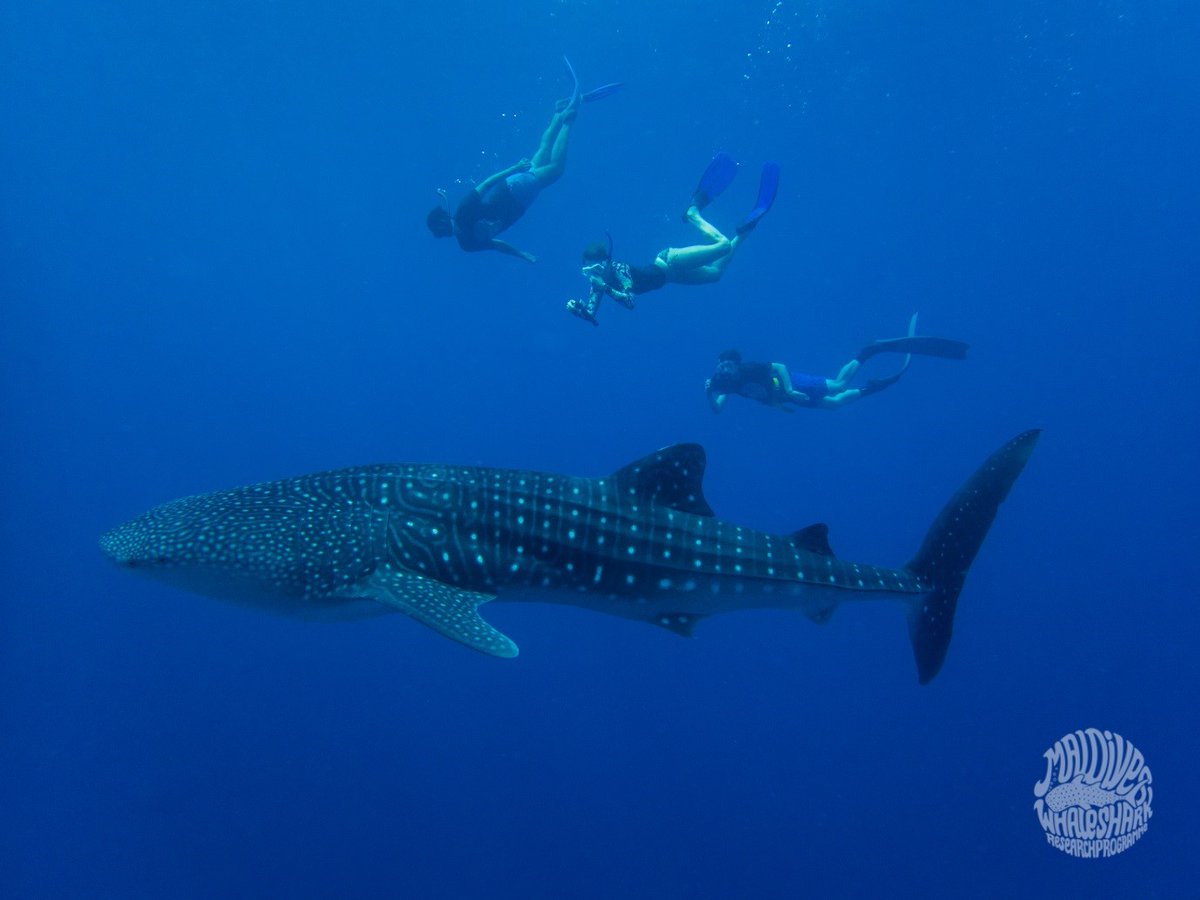 Today's emails - one paper accepted, one rejected... In the spirit of focusing on the positive, I'm delighted to be publishing my second paper on #whalesharks, led by <a href="/HarrietLAllen/">Harriet Allen</a>, and in collaboration with <a href="/mwsrp/">Whale Shark Research</a> &amp; Colin McClean <a href="/YorkEnvironment/">Department of Environment and Geography</a>. Watch this space...