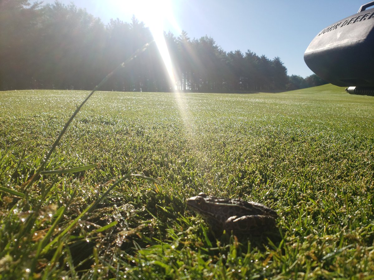 Always great to see the wildlife on course 🐢🦦🐸