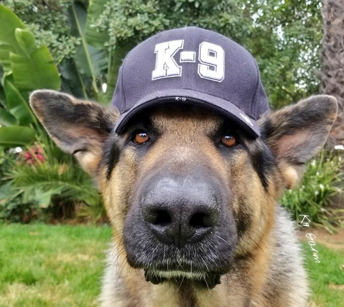K9Garm tweet media
