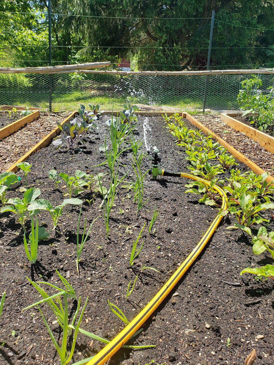 Using Mother Earth's gifts in our garden! Huge thank you to woodsperson Mike for the ingenious set up!