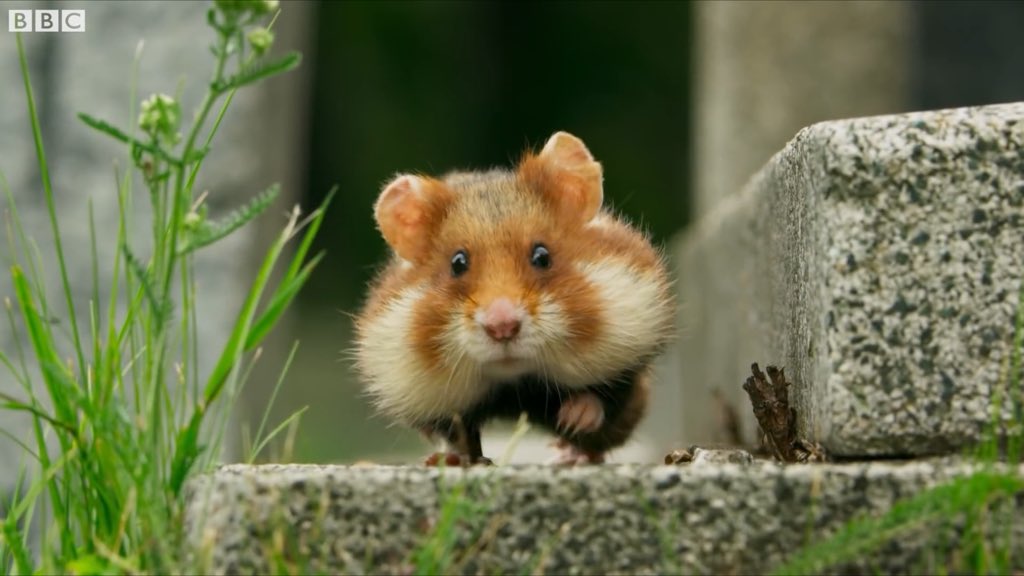 ถึงพี่จะมาช้าแต่พี่ก็มานะ แฮปปี้วันเกิดนะน้องเป้อตัวเล็กๆของพี่ ขอบคุณที่เป็นความน่ารักสดใสตะมุตะมิกรุ้งกริ้งของพี่มาตลอด โตขึ้นอีกปีแล้วนะพี่ขอให้เรามีความสุขมากๆ ยิ้มเยอะๆ เครียดน้อยๆ กินเก่งนอนหลับพักผ่อนเพียงพอนะ และที่สำคัญพี่รักน้องเป้อเสมอนะ(ไม่อยากเป็นแล้วพ่อลูก)แฮปปี้🐿