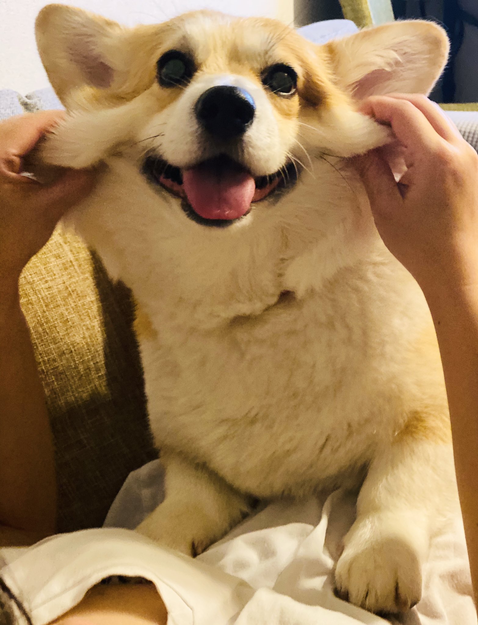 Twitter 上的 Elmoelmodog 親バカ エルモは 可愛い コーギー コーギーのいる暮らし T Co Bprkjhzc5n Twitter