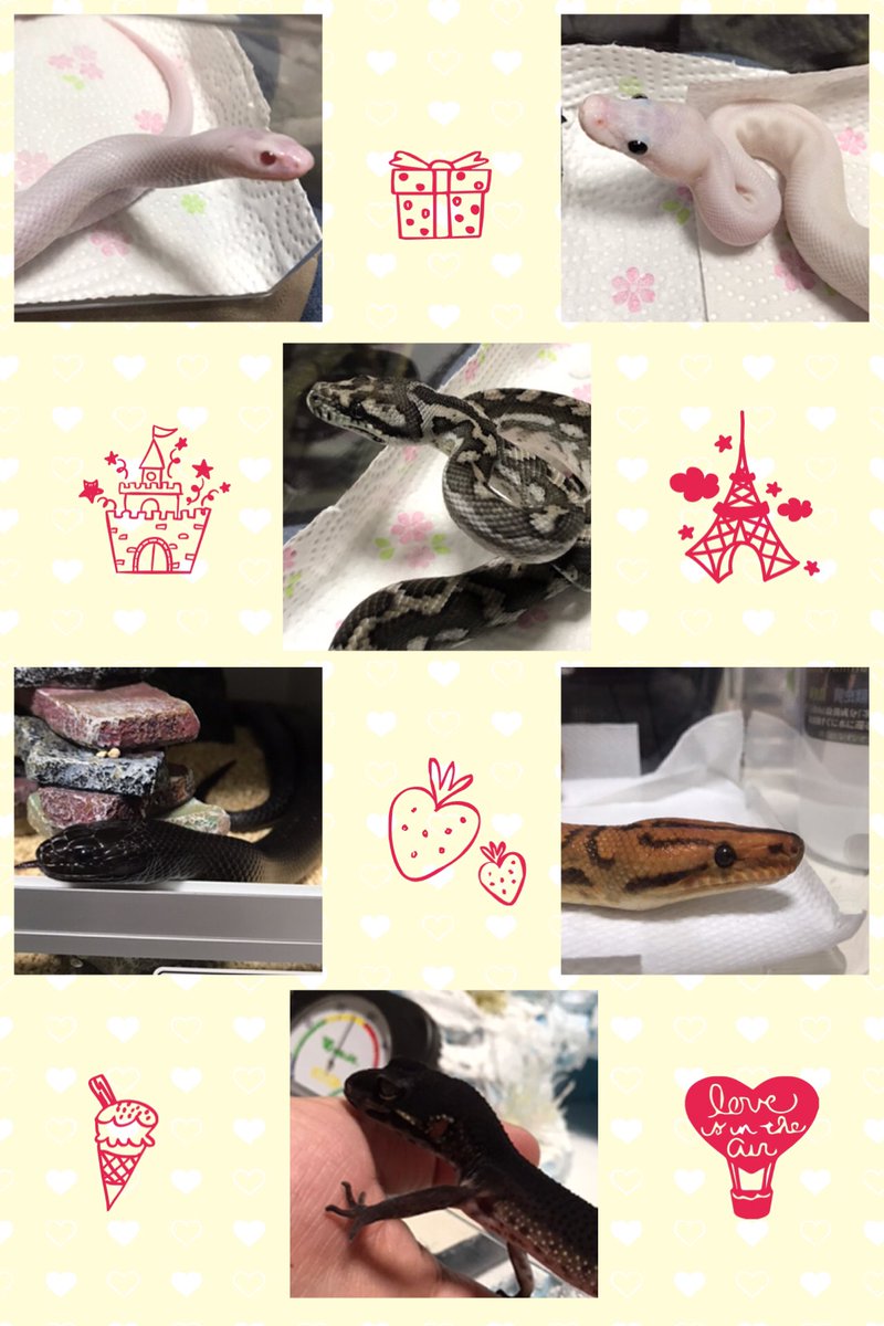 chiya0329's tweet photo. 我が家の爬虫類11匹＆小動物5匹＆おばあちゃん犬1匹！
#コーンスネーク
#メキシカンブラックキングスネーク
#カリフォルニアキングスネーク
#ボールパイソン
#カーペットパイソン
#ブラジルレインボーボア
#ヒョウモントカゲモドキ
#デグー
#フクロモモンガ
#チンチラ
#チワワ https://t.co/gIina33ALL