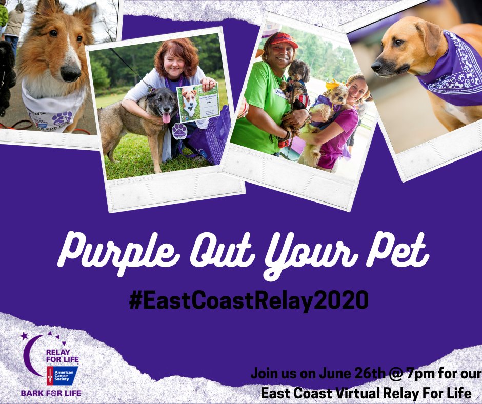 Relay4LifeCalU's tweet image. Share a picture of your #PurplePets ! Dress your pet in their favorite Relay gear and get excited for #EastCoastRelay2020 on 6/26 at 7PM!