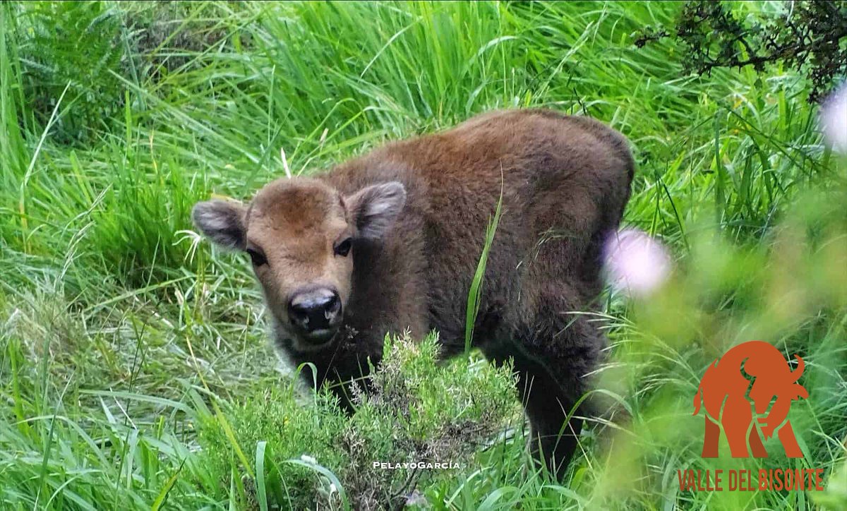 The very first #bison #calf taking the first steps into the green oasis of Anciles Valley in the #CantabrianMountains

#babyanimals #león #turismo #rewilding #safari #staywild #followtheherd #valledelbisonte #rewildingspain