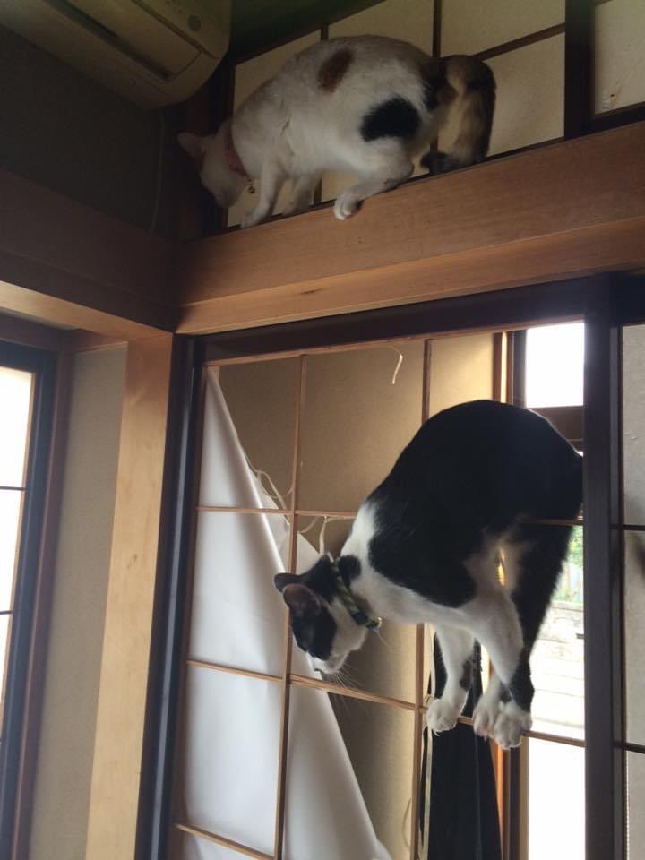 障子を張り替えるつもりだったのに和風ジャングルジムをいたく気に入ってしまったお猫様 先延ばしにした Togetter 障子を張り替えるつもりだったのに和風ジャングルジムをいたく気に入ってしまったお猫様 先延ばしにした Togetter