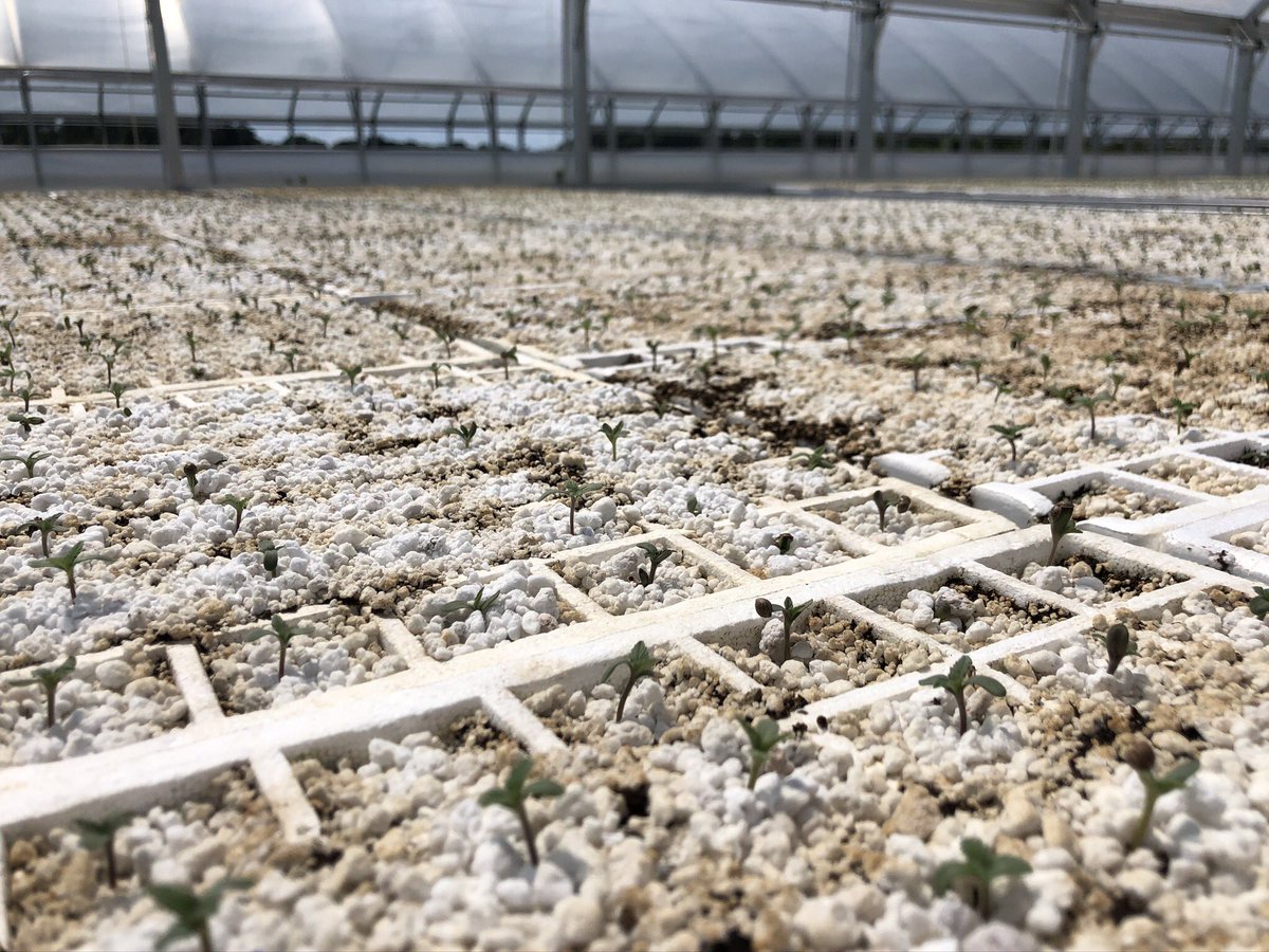 thathemplady's tweet photo. Seedlings at the nursery 🌱 #hemp #georgiagrown #plant2020 https://t.co/mmb4XbewCm