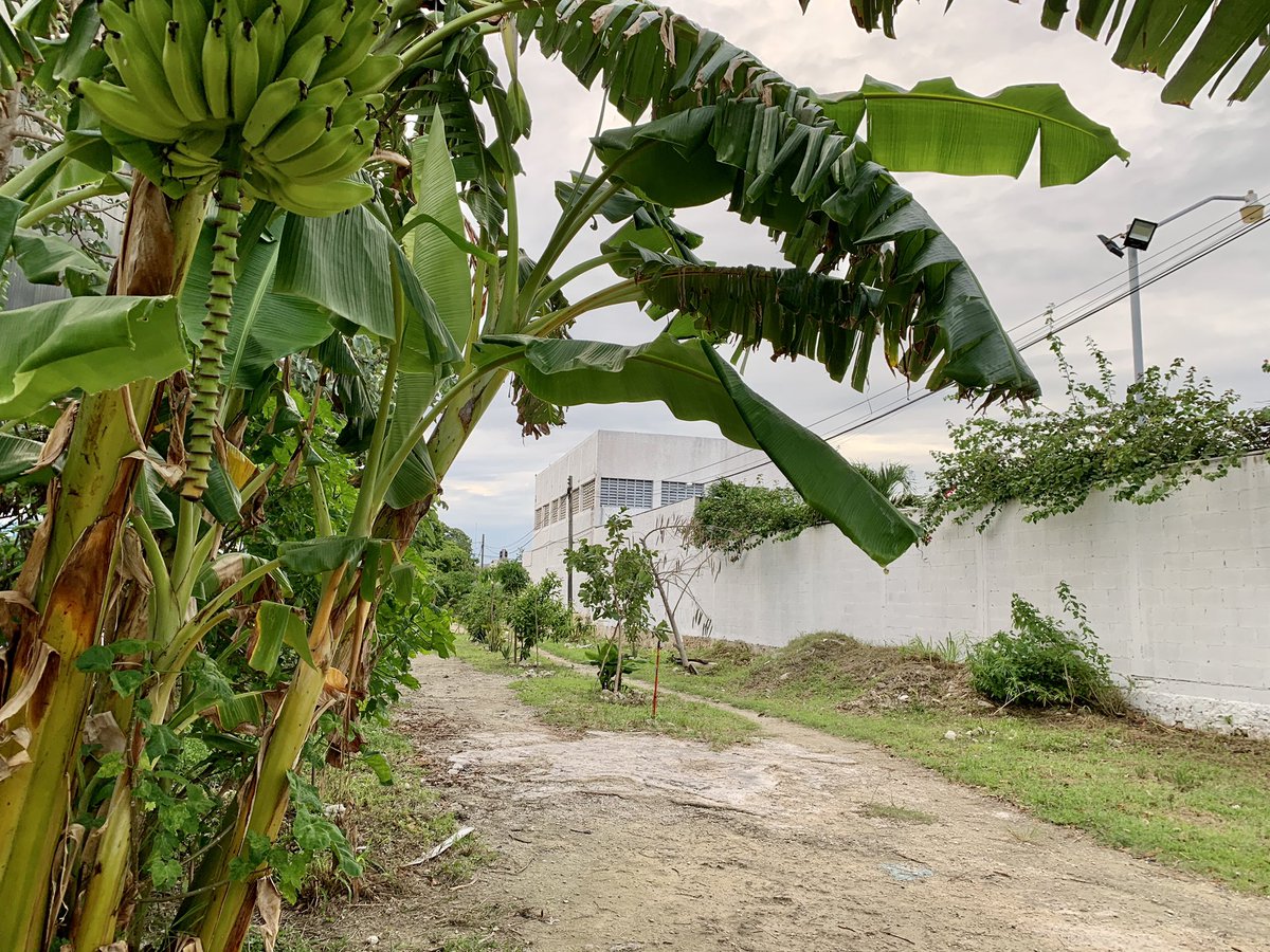 Recorrido en el “Sendero Verde” del fracc. Villas #Tulum para escuchar de viva voz del comité de vecinos las problemáticas que se suscitan sobre este acceso y darles pronta solución:
👮🏻‍♂️Brindar mayor vigilancia policial.
💡Reforzar el alumbrado público.
🌿Mantener el área limpia.