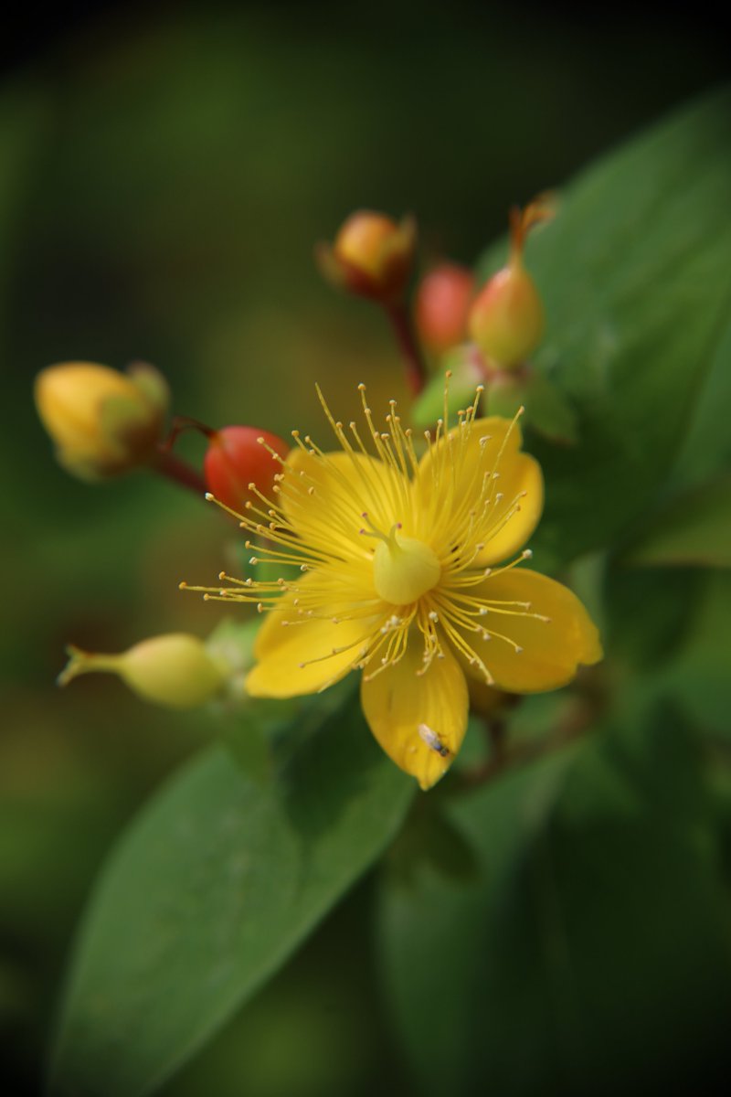 Kenji 🌸 delivering flowers every day 🌸 🐦 tweet media