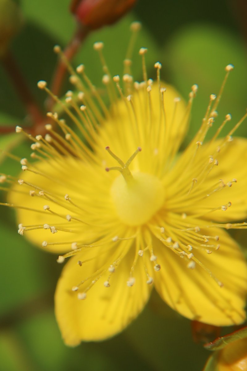 Kenji 🌸 delivering flowers every day 🌸 🐦 tweet media