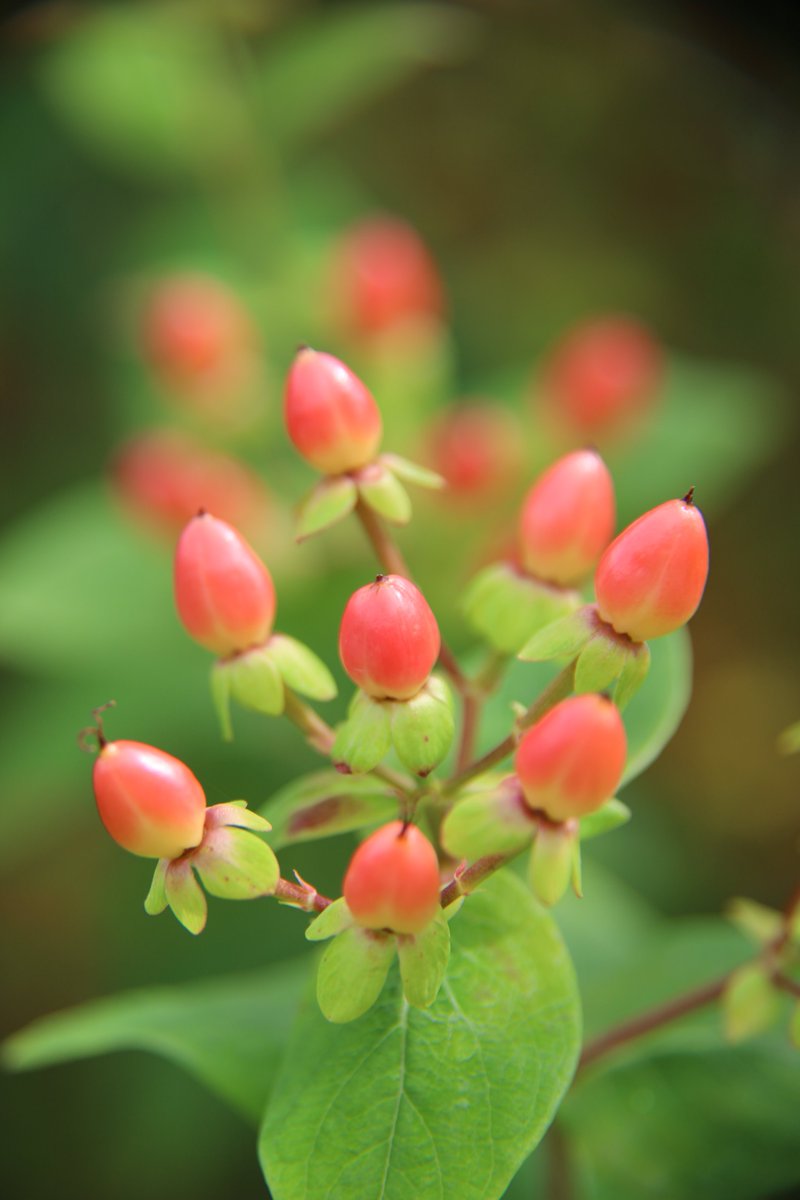 Kenji 🌸 delivering flowers every day 🌸 🐦 tweet media
