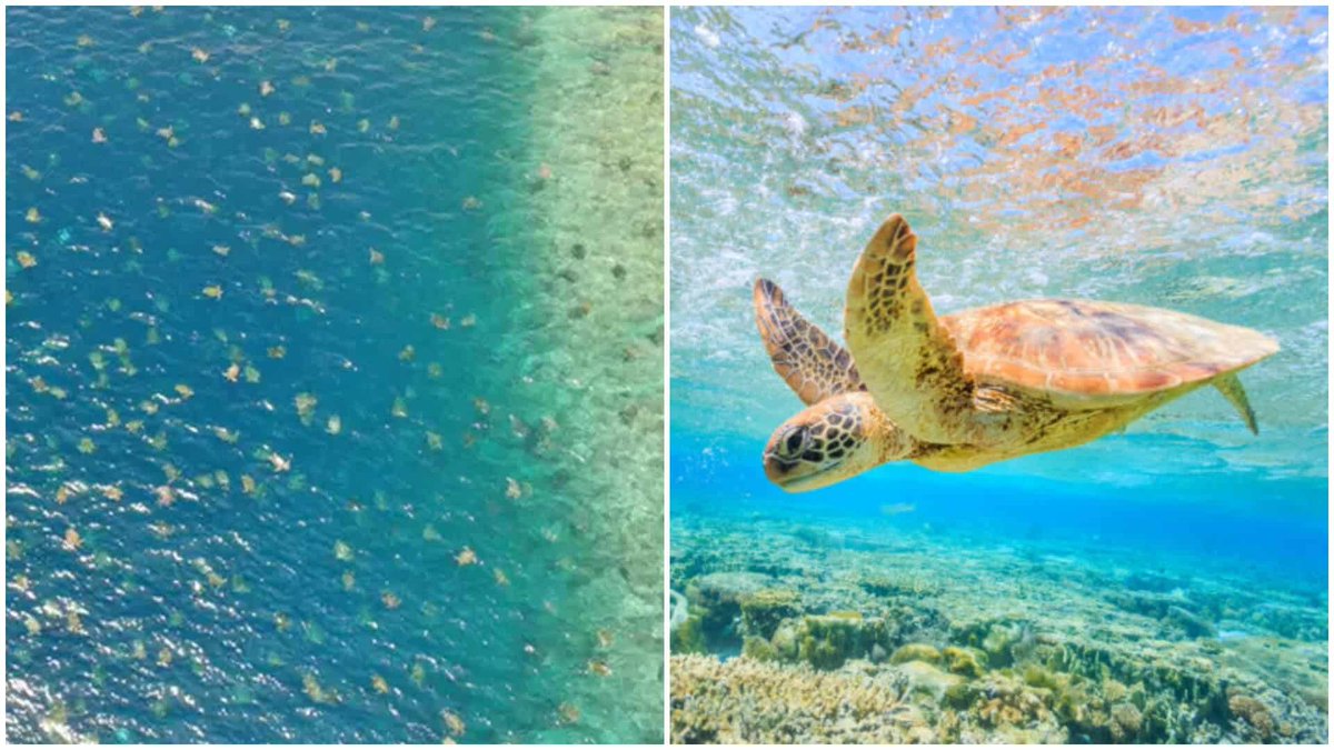 Un dron captura imágenes de 64.000 tortugas en Australia tuciudades.com/un-dron-captur… 
En la isla Raine, en el extremo norte de la Gran Barrera de Coral, científicos trabajan por conservar sanas las poblaciones de tortugas marinas verdes. <a href="/NatGeo_la/">National Geographic LATAM</a> <a href="/NatGeoEsp/">National Geographic España</a>